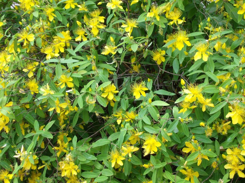 探春#春临上海植物园