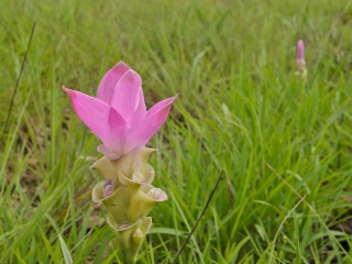 兴隆热带植物园