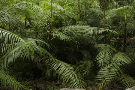 <海南生态雨林研学之旅三日游>让孩子领略大自然的神奇魅力，增进对自然生态的了解