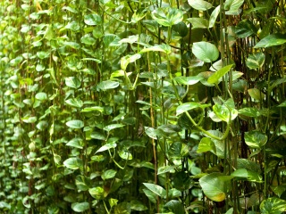 兴隆热带植物园