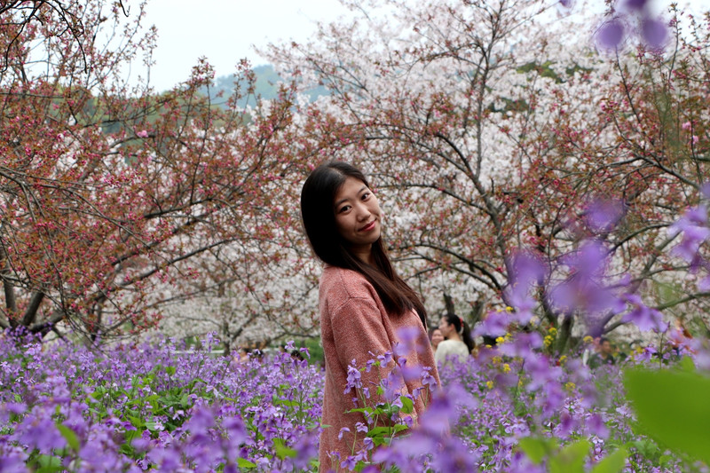 武汉东湖磨山景区 樱花与各种颜色的花搭配