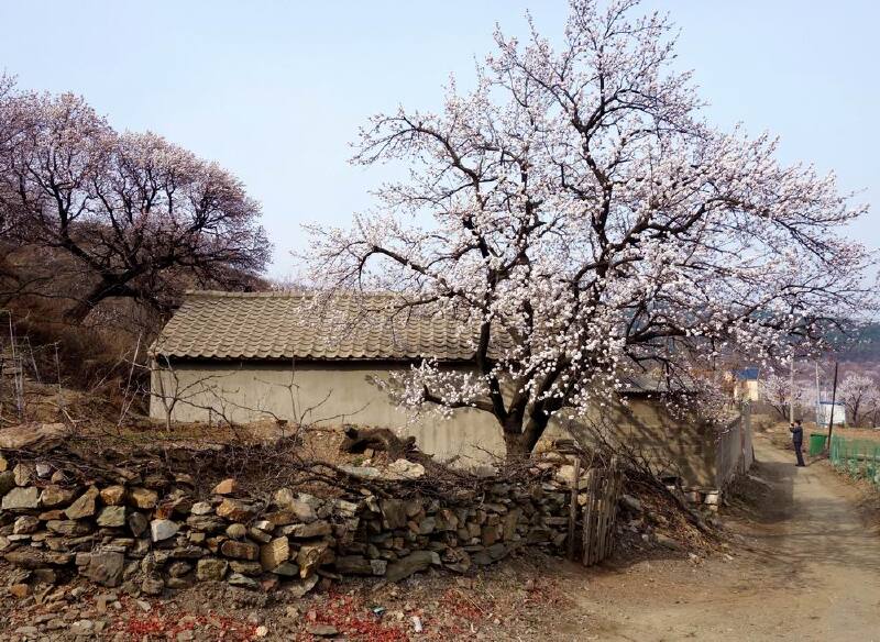 辽宁踏春杏花村