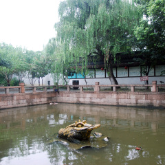 金蟾