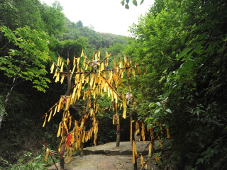 千岛湖森林氧吧