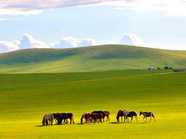  呼伦贝尔大草原-莫尔道嘎-额尔古纳-满洲里5日游>2人起订,纯玩0购物