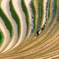 龙脊梯田