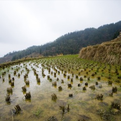 龙脊梯田