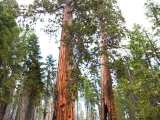 优胜美地国家公园