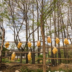 束河古镇