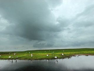 扎龙自然保护区