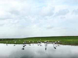 扎龙自然保护区