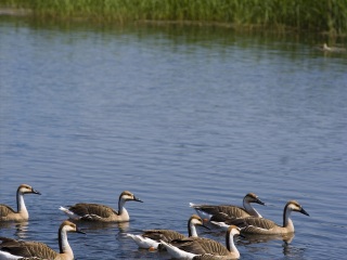 扎龙自然保护区
