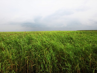 扎龙自然保护区