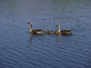 扎龙自然保护区