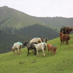 南山