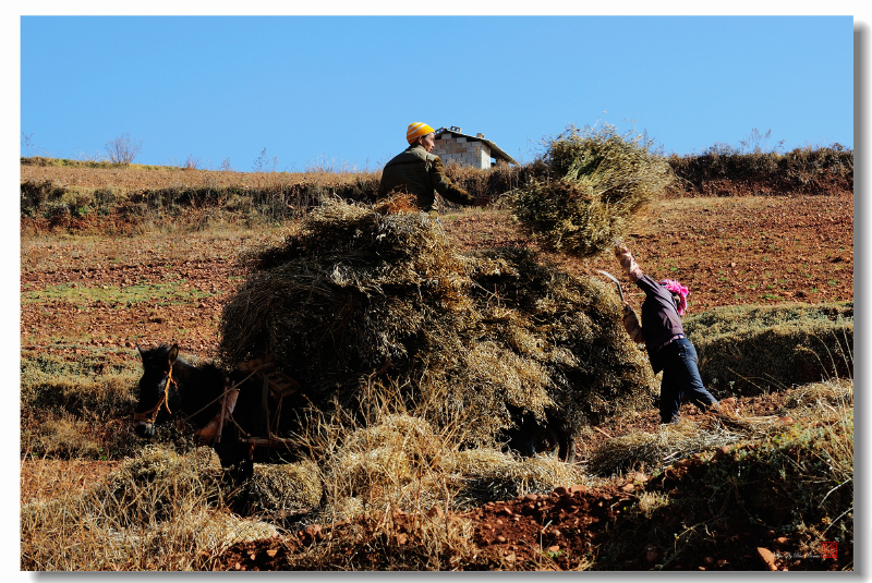  田间的马车正在装运庄稼