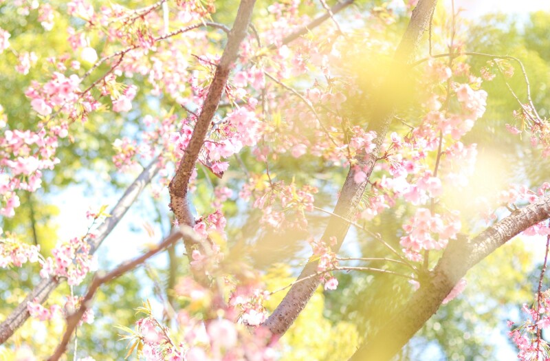 探春# 【途牛首发】:飞舞的花瓣,充满城市幻想的雕塑公园.