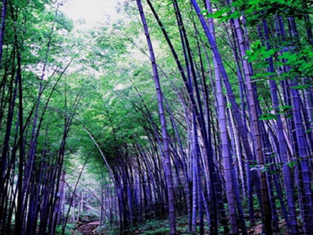 紫竹林