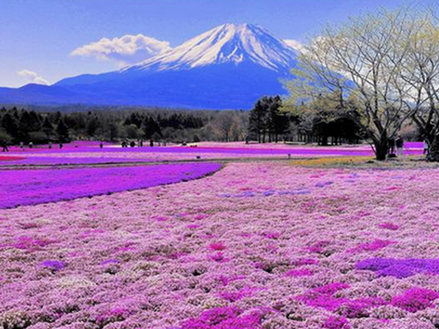 东京 富士山芝樱 伊豆芝樱5日游 广州出发 安排入住一晚5星日式露天温泉酒店 坐大室山缆车 富士山下赏芝樱 东京一天自由活动 出发 途牛