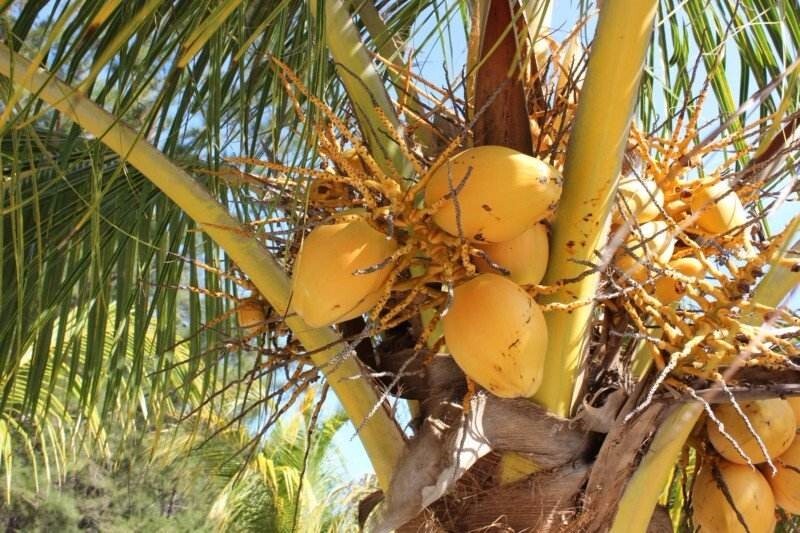 在马来西亚可以发现品种繁多的芒果,其中最着名的是香蕉屿的芒果,驰名