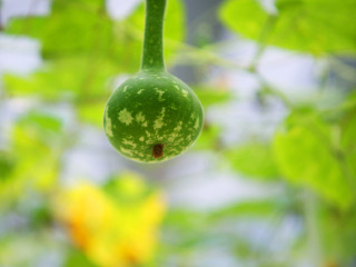 溱湖湿地农业生态园