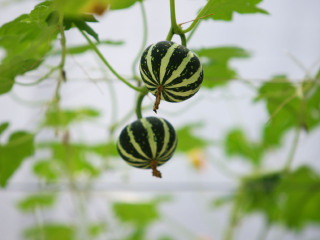 南天门热带植物园