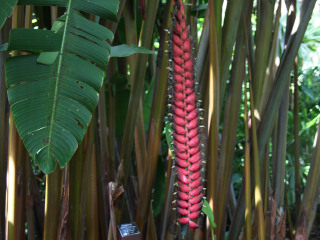 库仑达热带雨林
