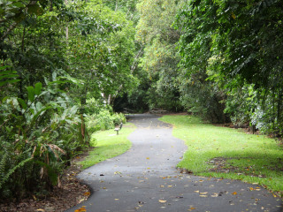 库仑达热带雨林