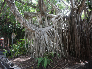 库仑达热带雨林