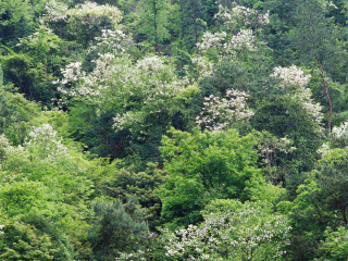 牯牛降自然保护区