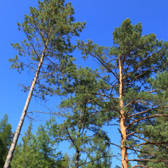 长寿山国家森林公园