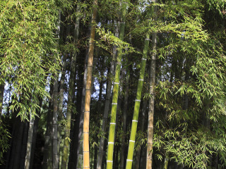 湖州安吉中国大竹海