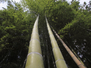 湖州安吉中国大竹海