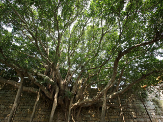穿岩古榕
