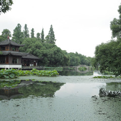 曲院风荷