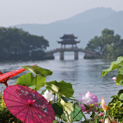 曲院风荷