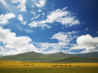 塞罕坝国家森林公园