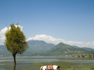 丽江拉市海印象西湖马场