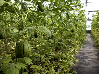 溱湖湿地农业生态园