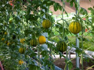 溱湖湿地农业生态园