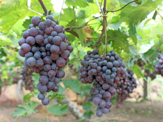 大兴融青生态园葡萄采摘