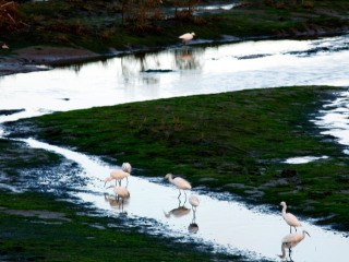 日照海滨国家森林公园