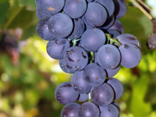 大兴融青生态园葡萄采摘