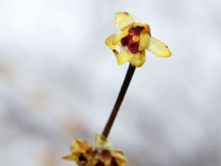 静观腊梅博览园