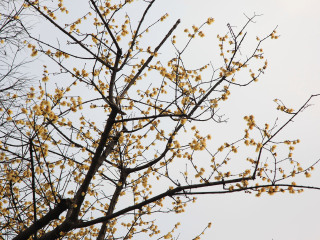 静观腊梅博览园