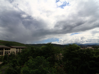 西双版纳望天树