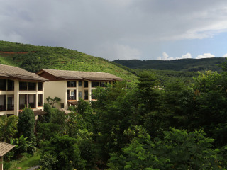 西双版纳望天树