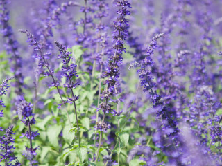 紫海香堤香草乐园