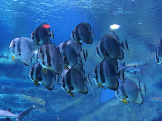 美丽海万国海洋公园