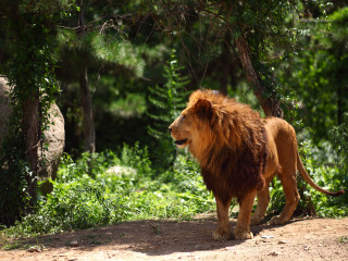 八达岭野生动物园